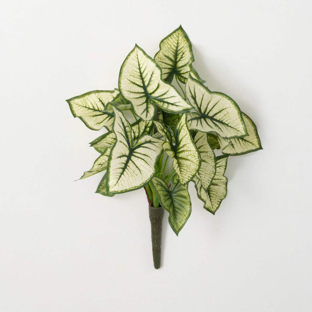 Syngonium Variegated Leaf Bush