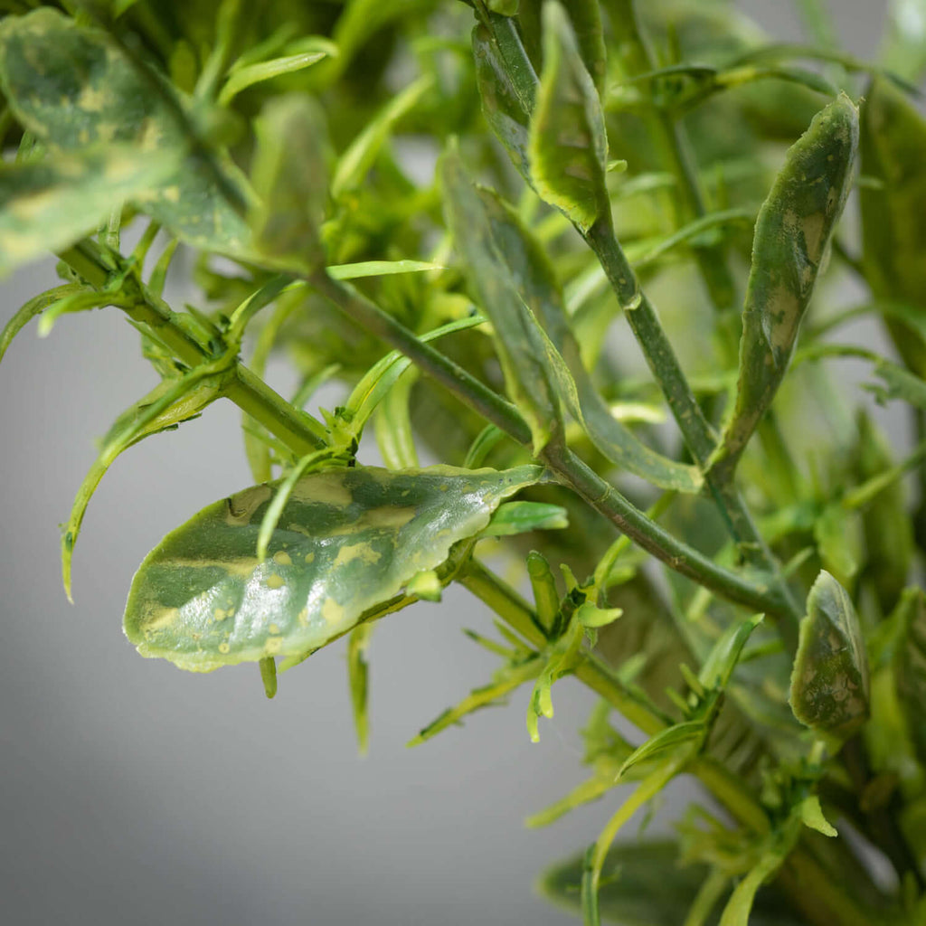 Verdant Leafy Green Herb Spray