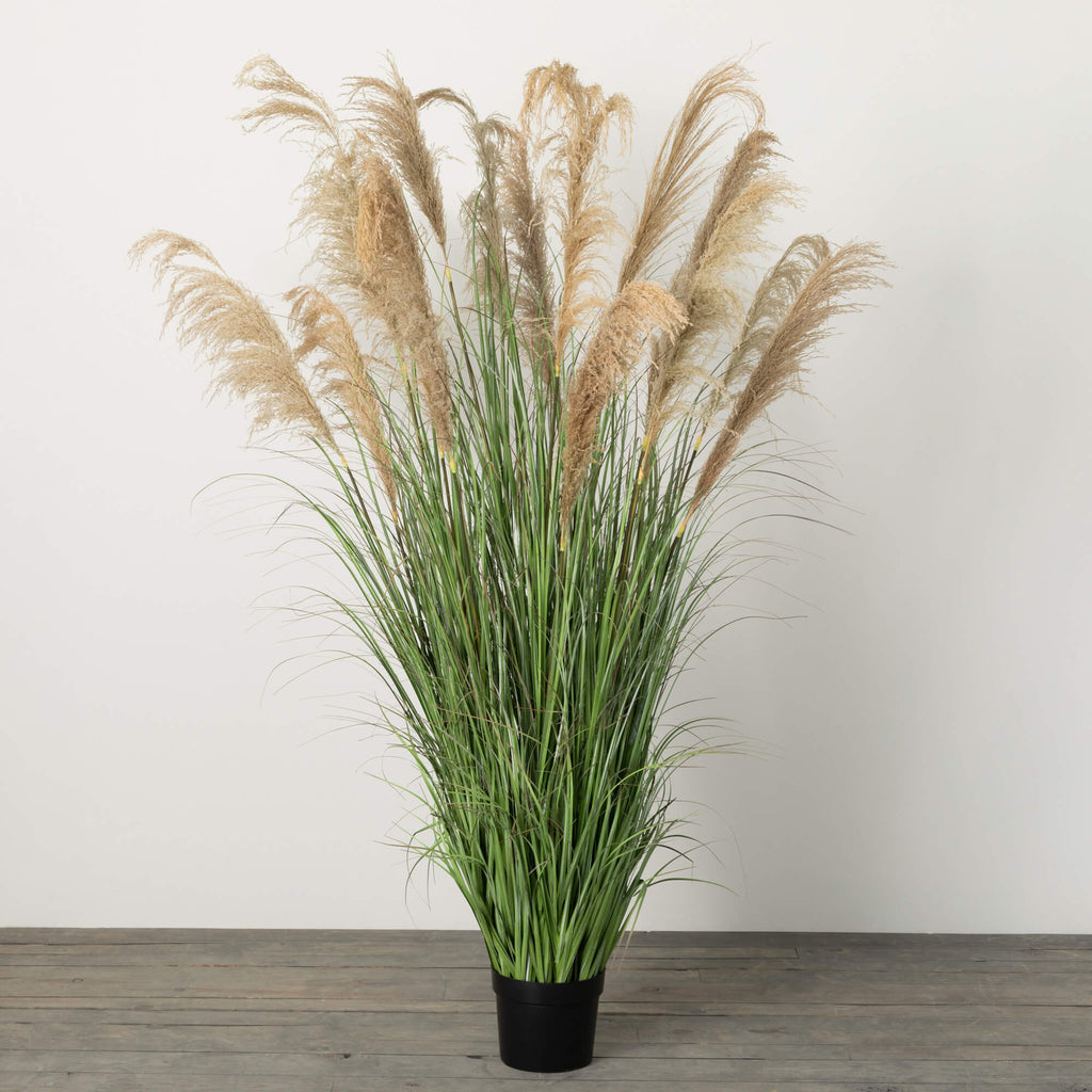 Towering Potted Plume Grass   