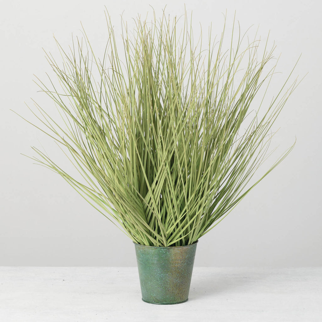 22" Potted Onion Grass        