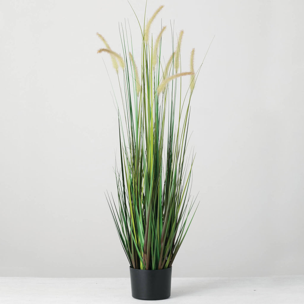 Potted Dogtail Grass          