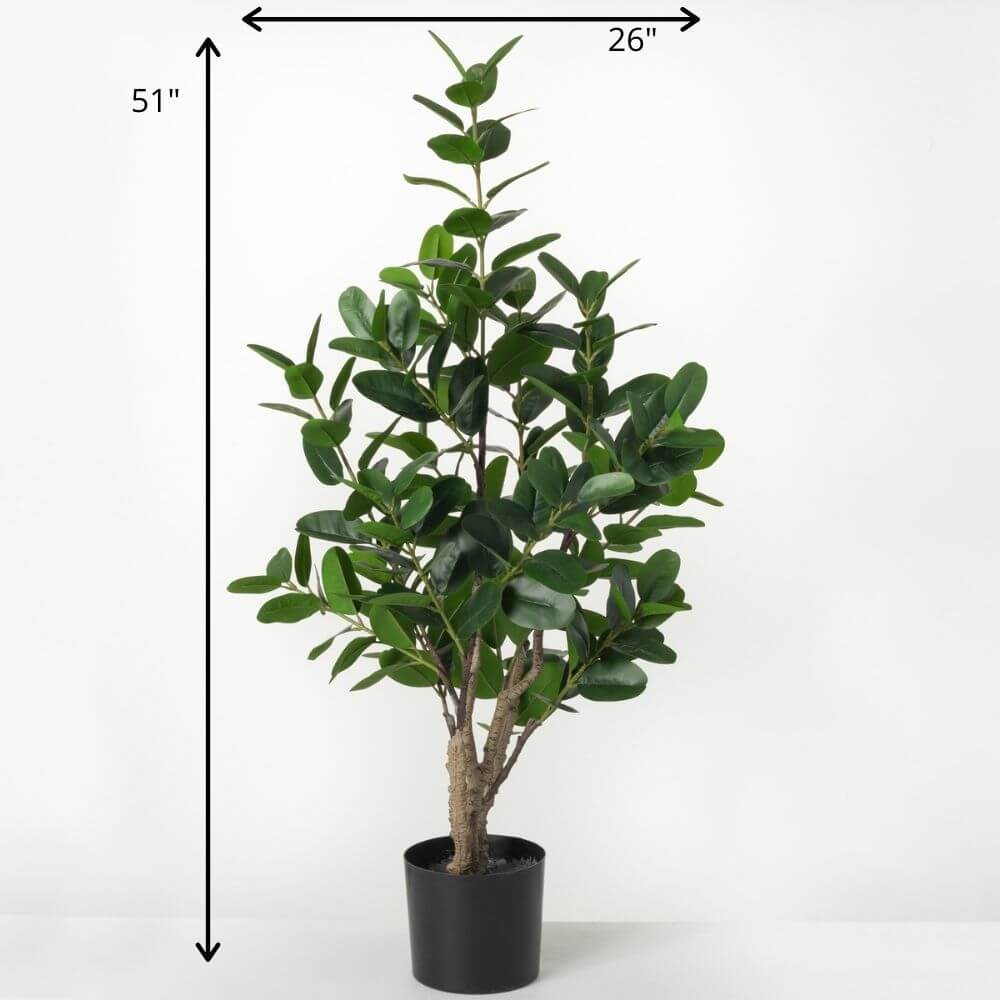 Large Potted Rubber Tree      