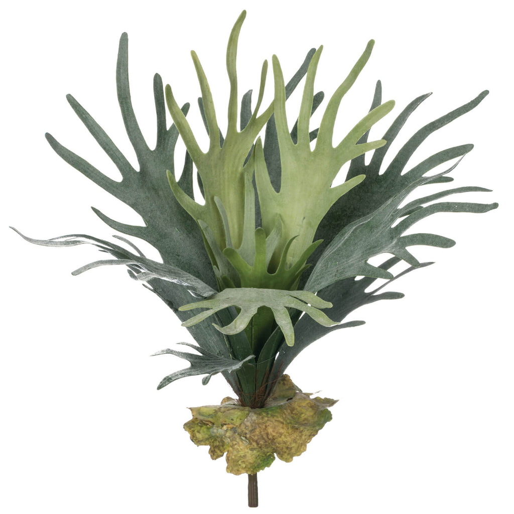 Staghorn Fern Stem            