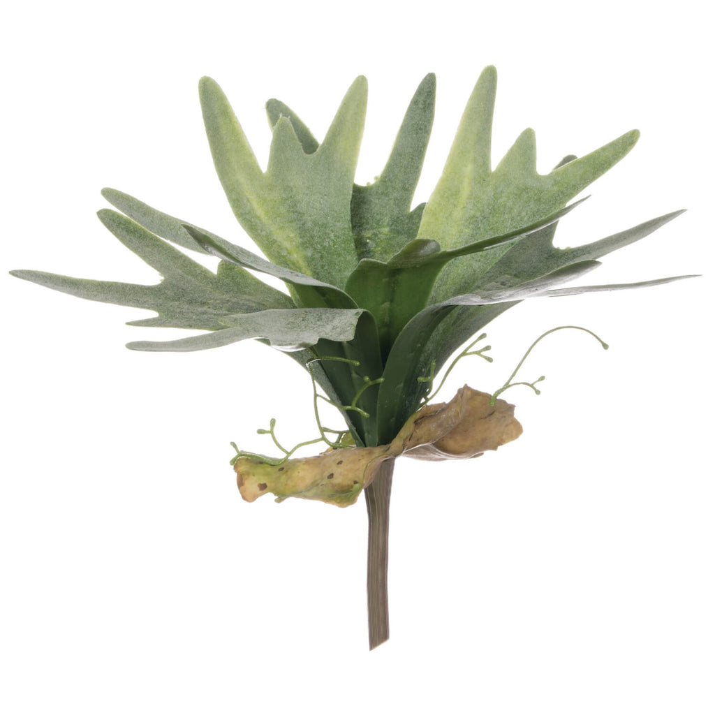 Staghorn Fern Spray           