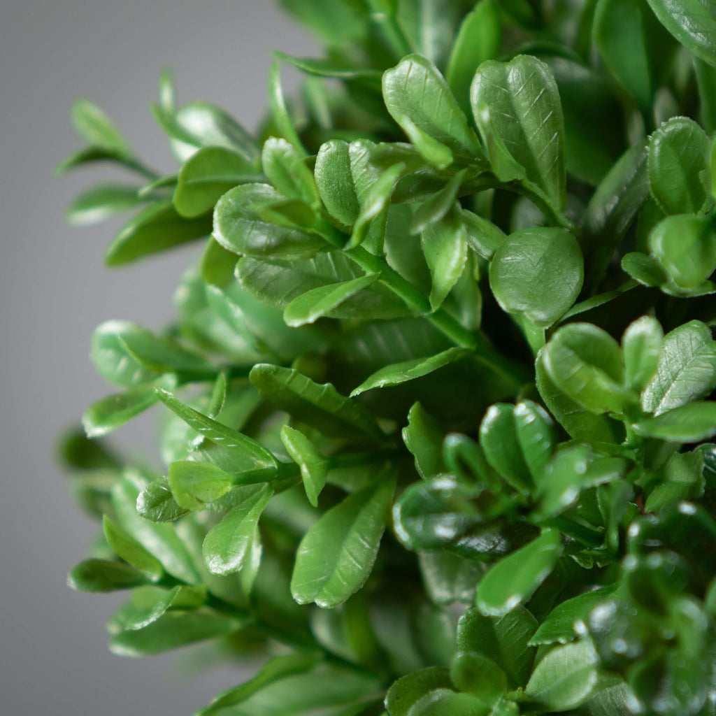 Double Boxwood Topiary        