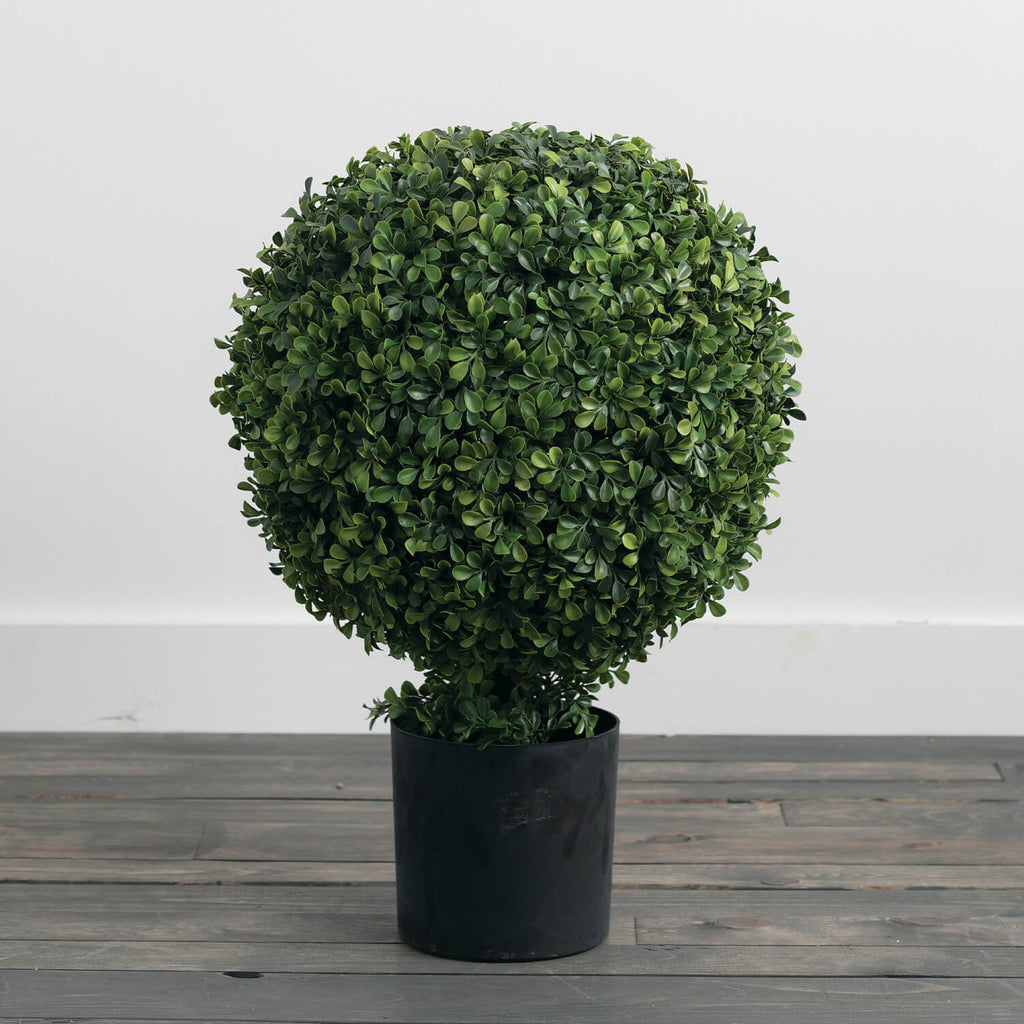 Round Boxwood Topiary In Pot  