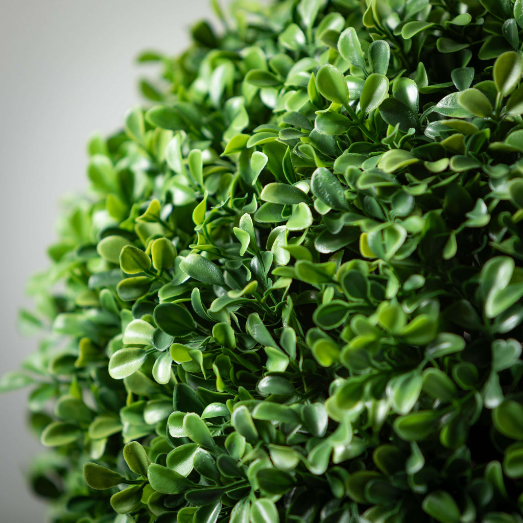 Round Boxwood Topiary In Pot  