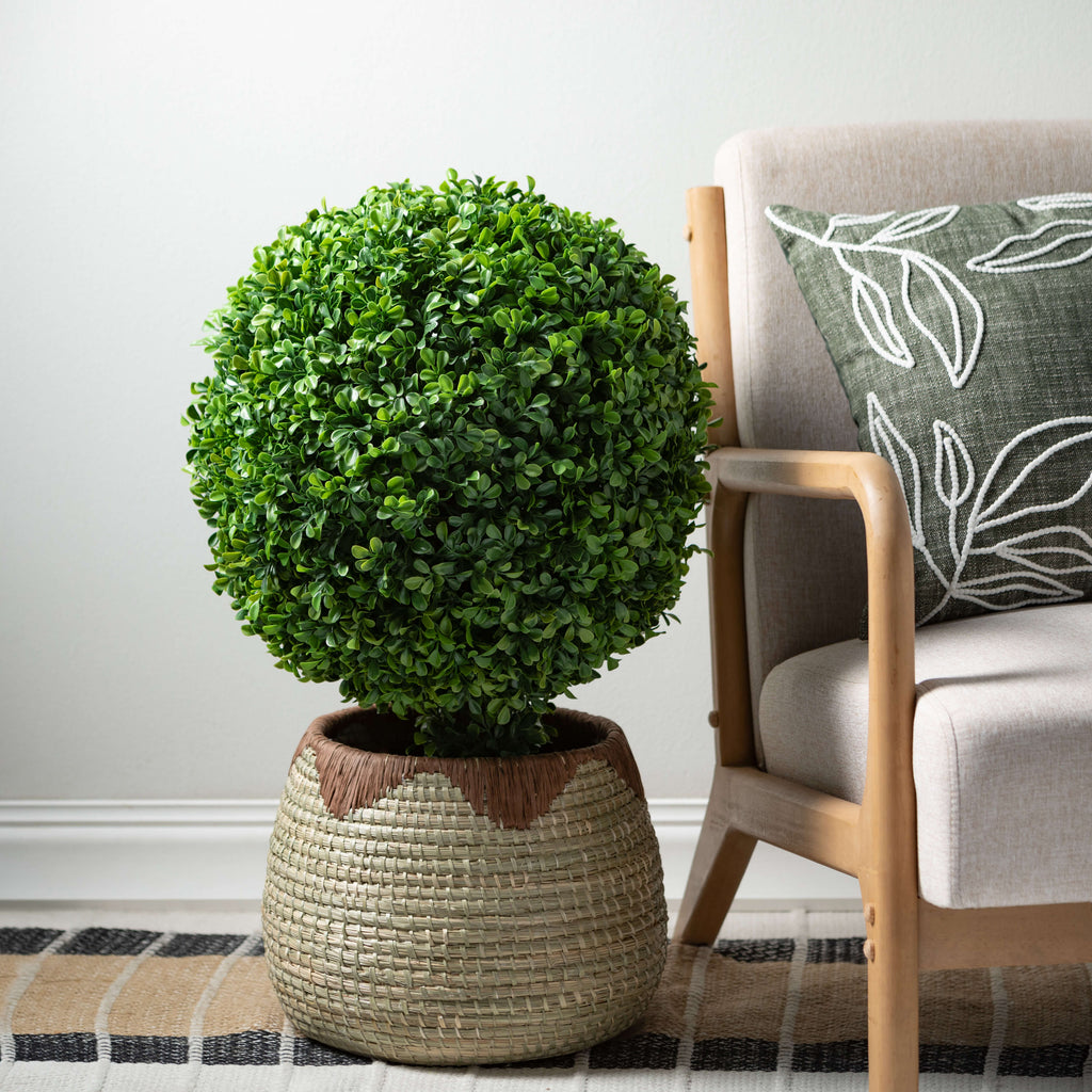 Round Boxwood Topiary In Pot  