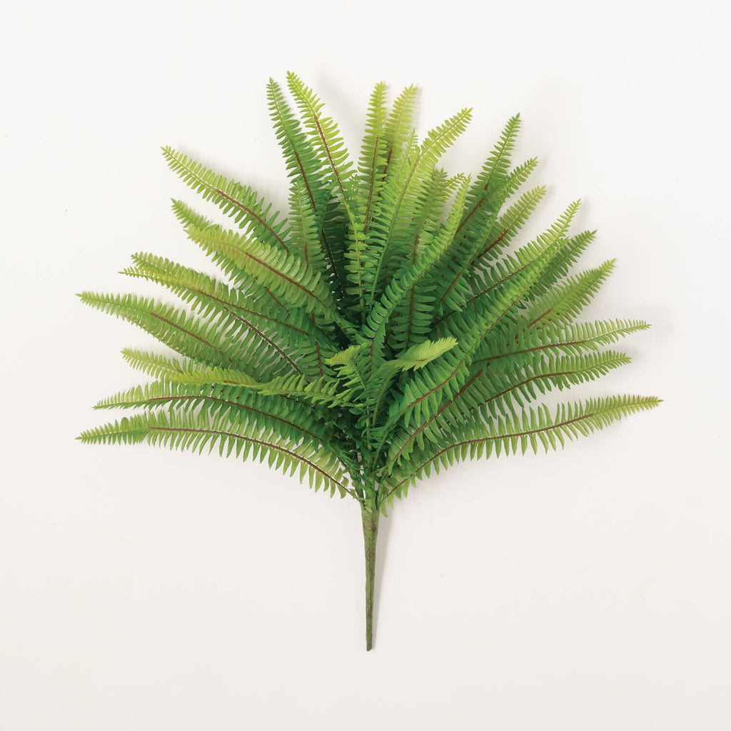 Fern Bush                     