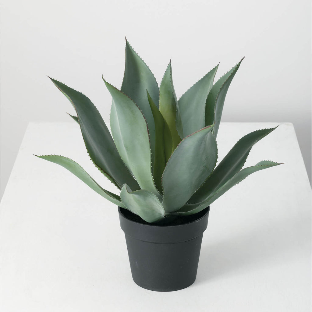 Potted Agave Plant            