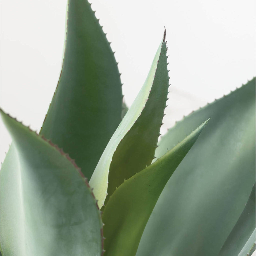 Potted Agave Plant            