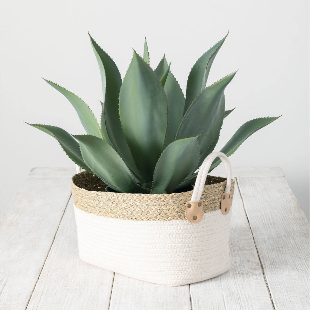 Potted Agave Plant            