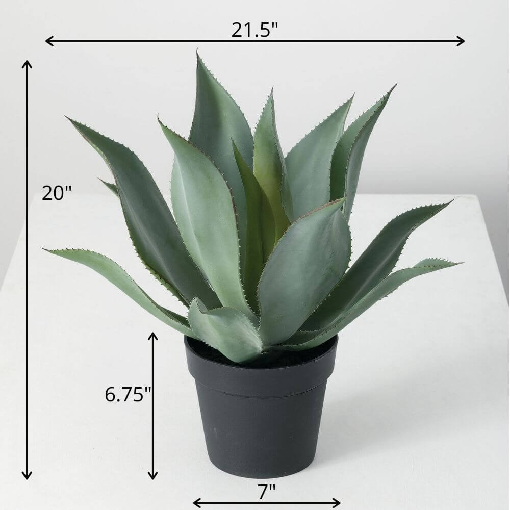 Potted Agave Plant            