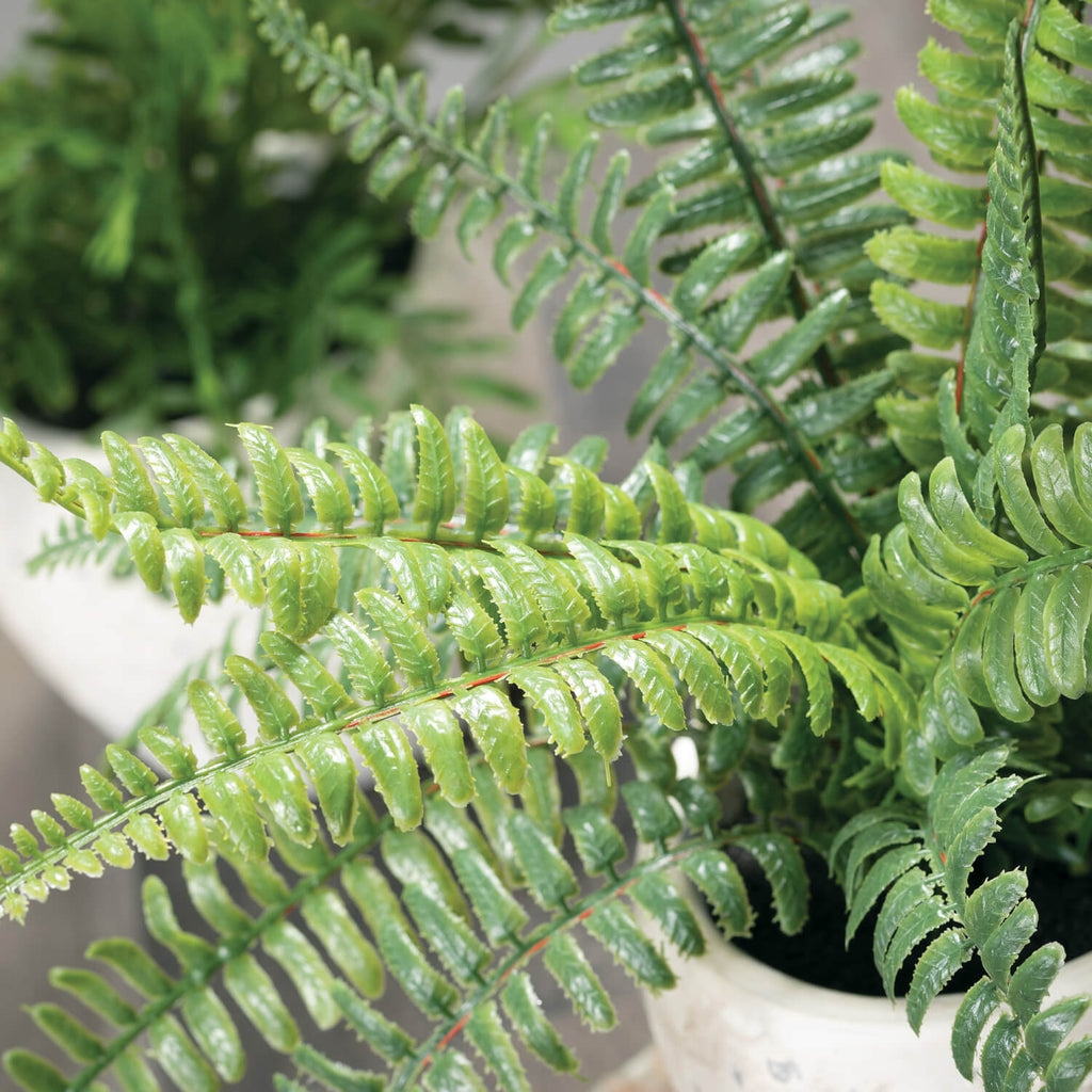 Potted Fern Plant Set Of 2    