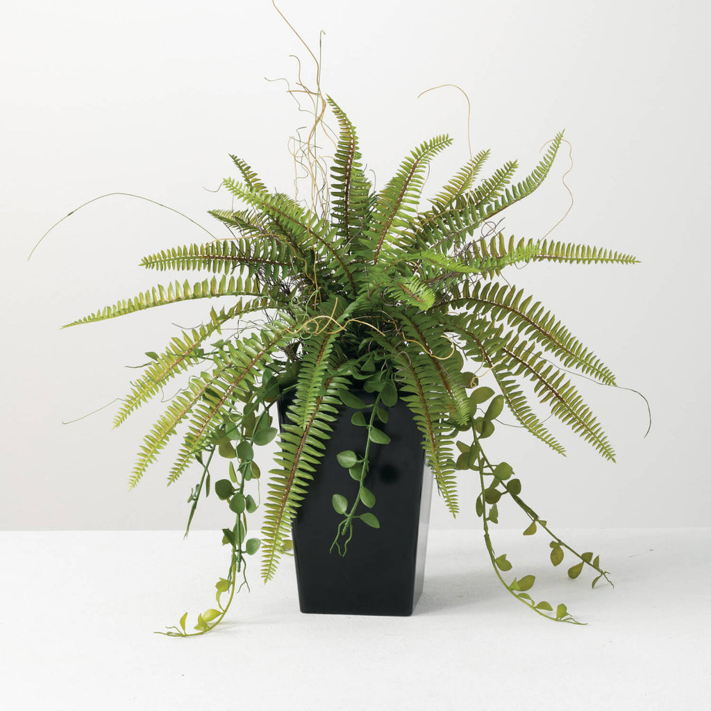 Potted Fern Arrangement       