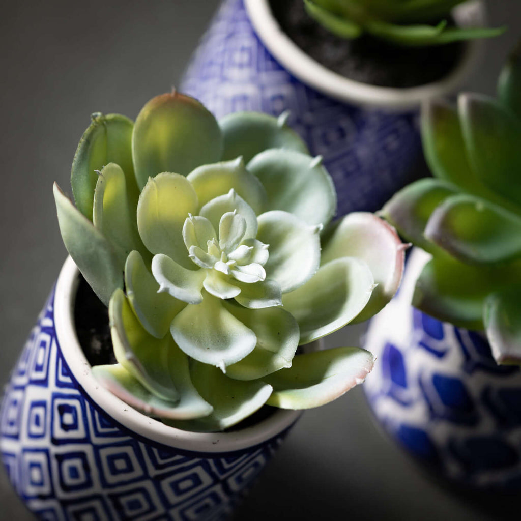 Succulent Trio In Printed Pots