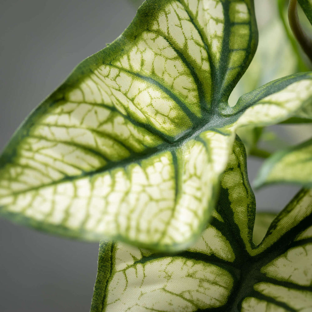 Syngonium Variegated Leaf Bush