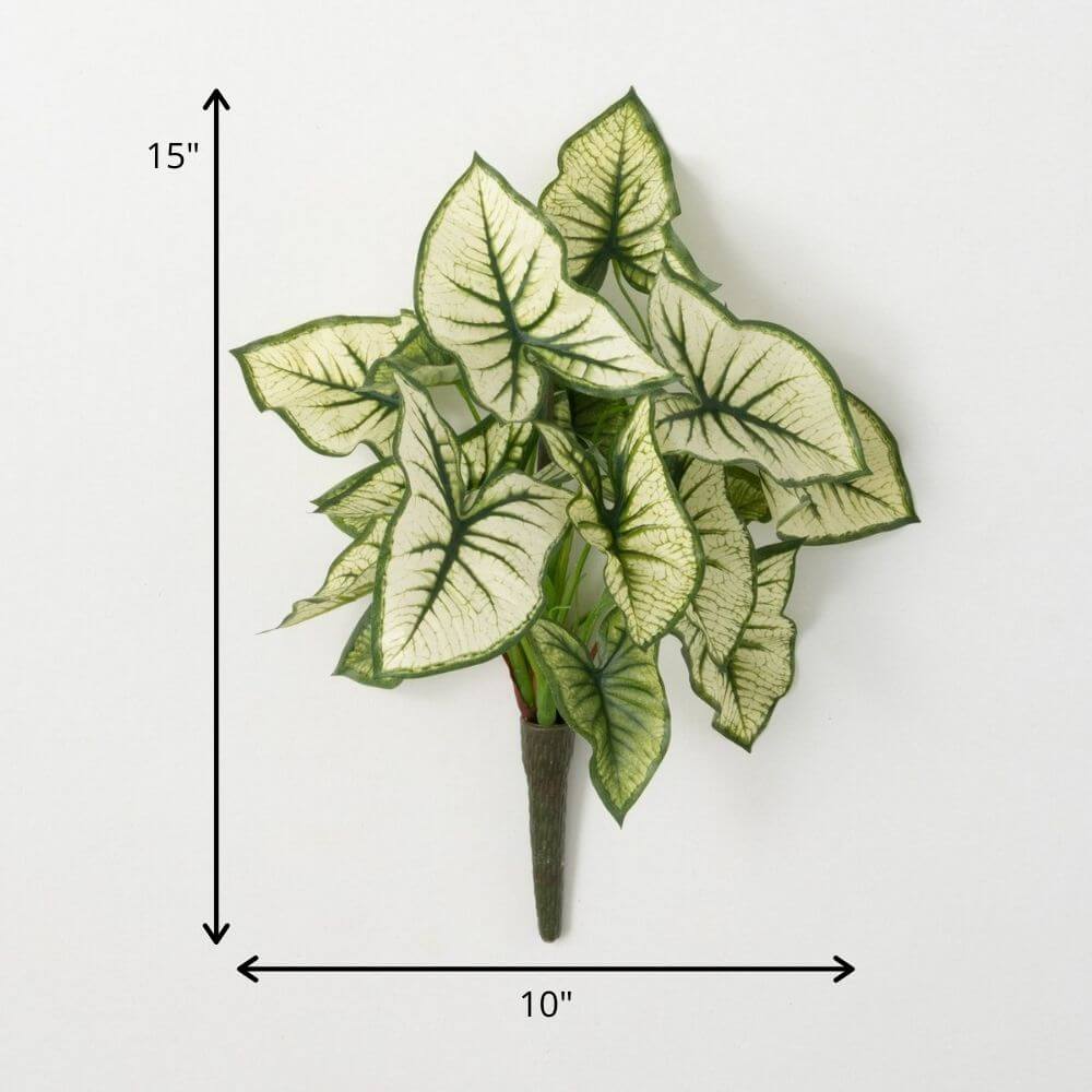 Syngonium Variegated Leaf Bush