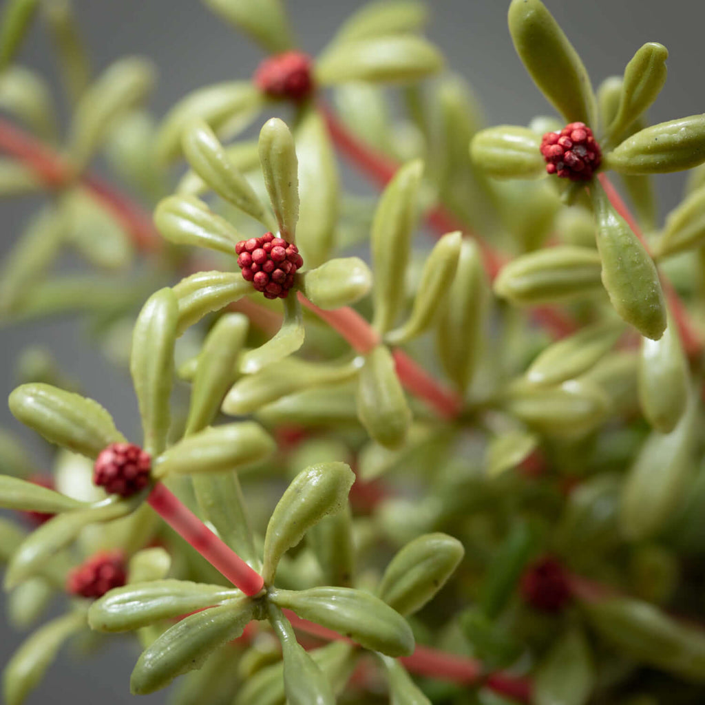 Myrtle Ornamental Green Bush  