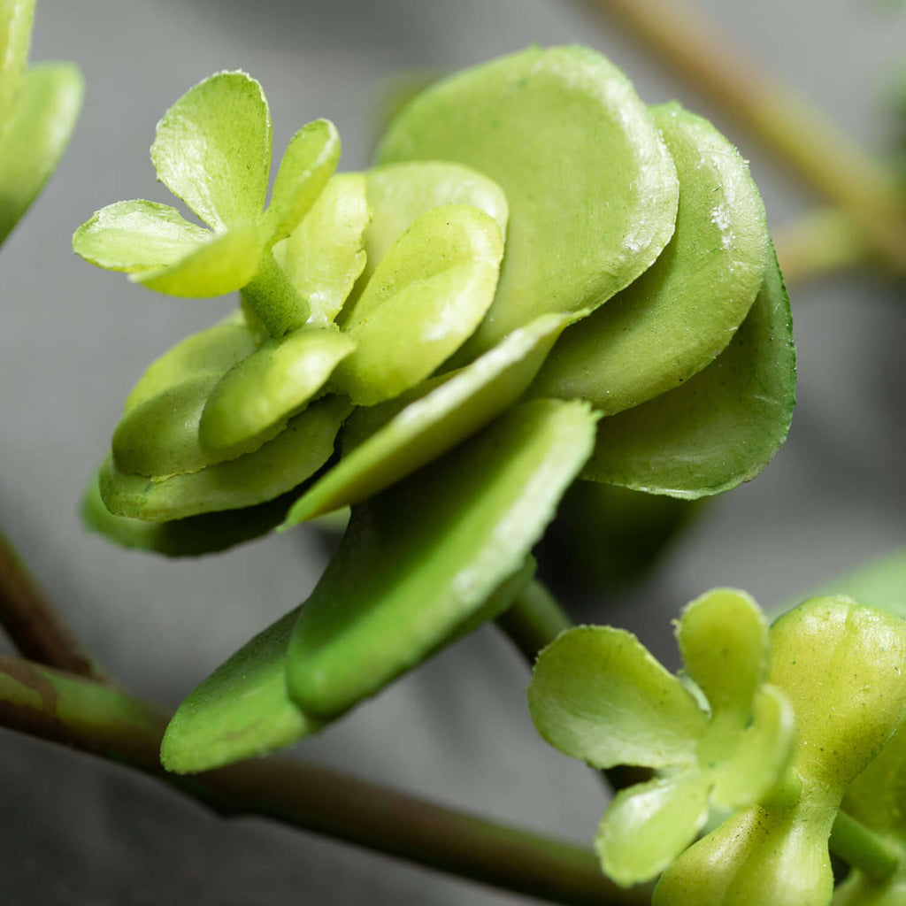 Sedum Succulent Spray         