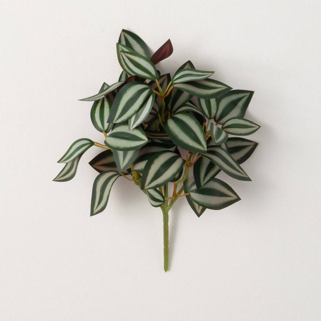 Tradescantia Inch Plant Branch