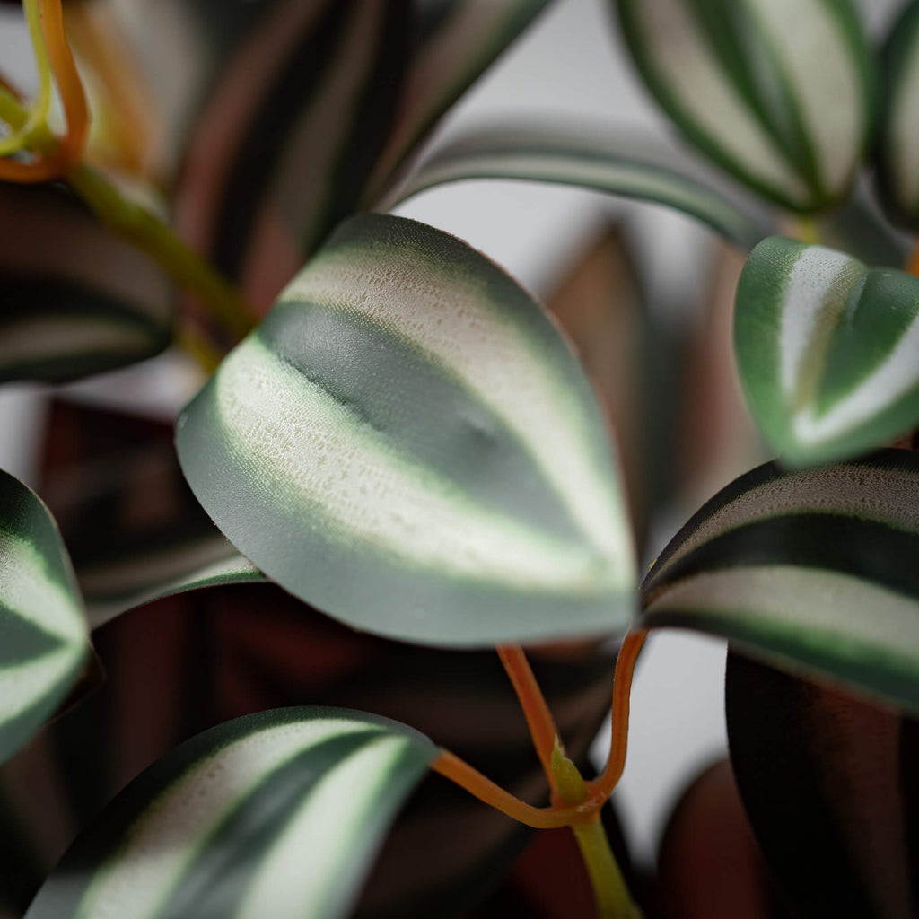 Tradescantia Inch Plant Branch