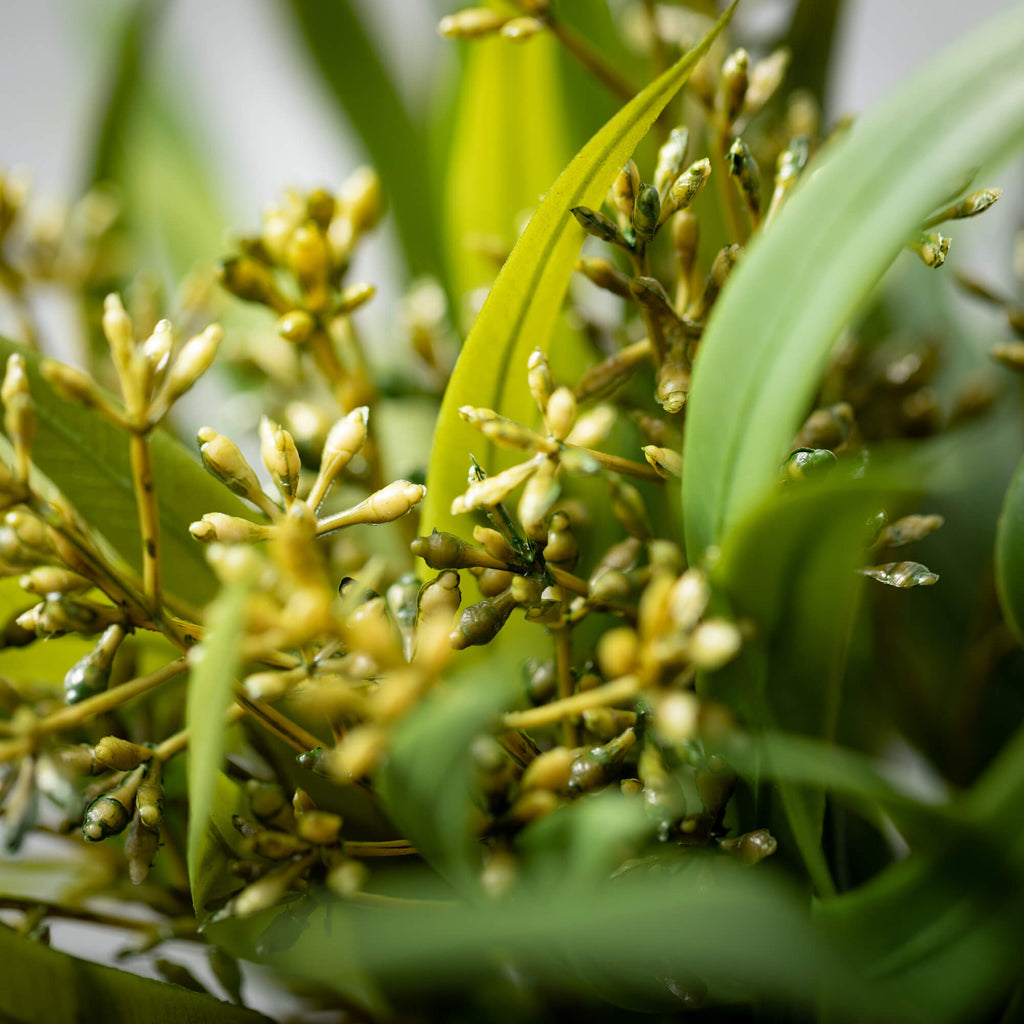 Seeded Blade Eucalyptus Bush  