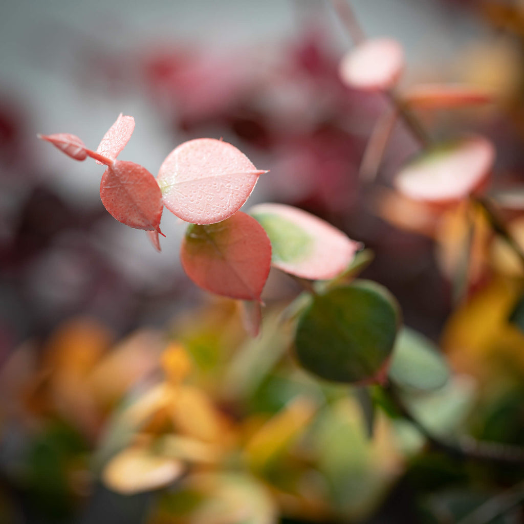 Rich-Hued Eucalyptus Sprays   