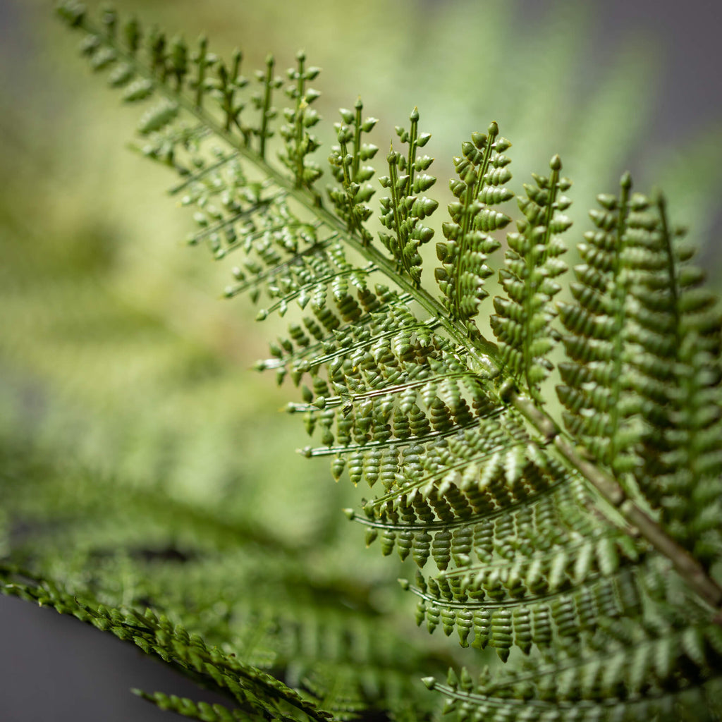 Large Fern Spray              