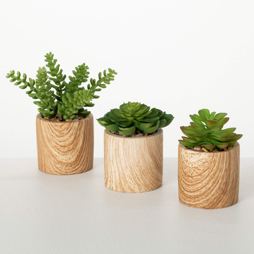 Wooden Potted Succulent Set   