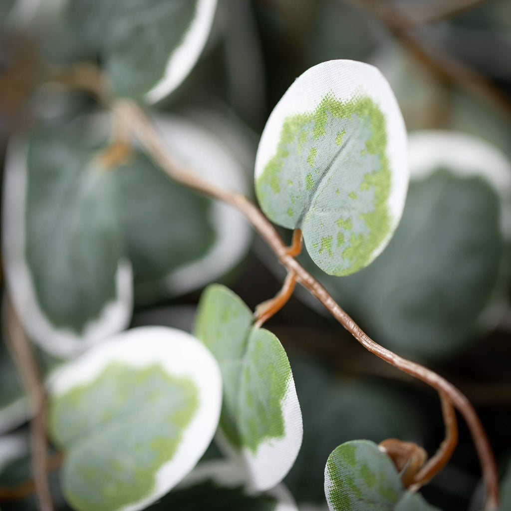 Variegated Eucalyptus Spray   