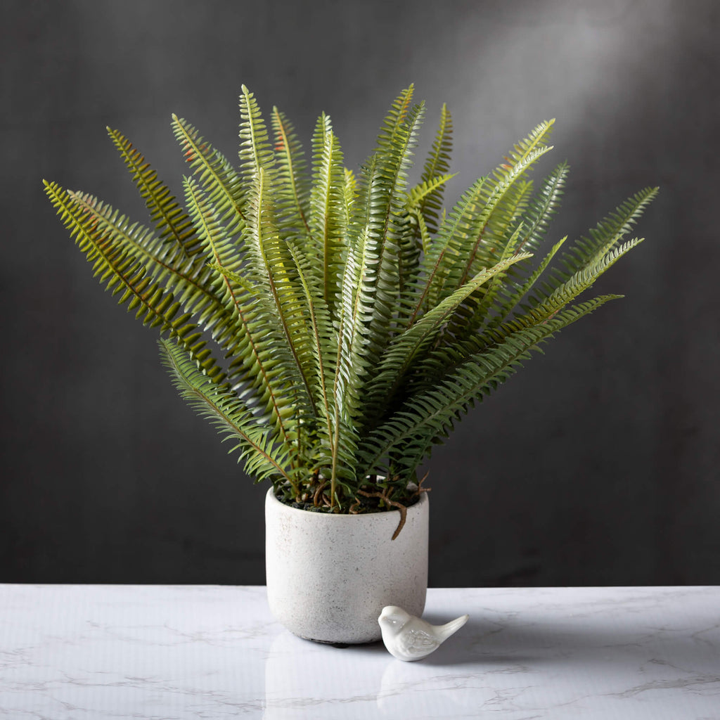 Potted Fern                   