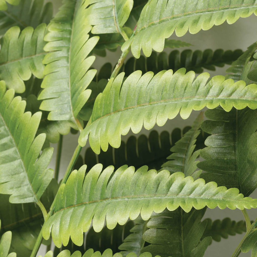 Potted Fern                   