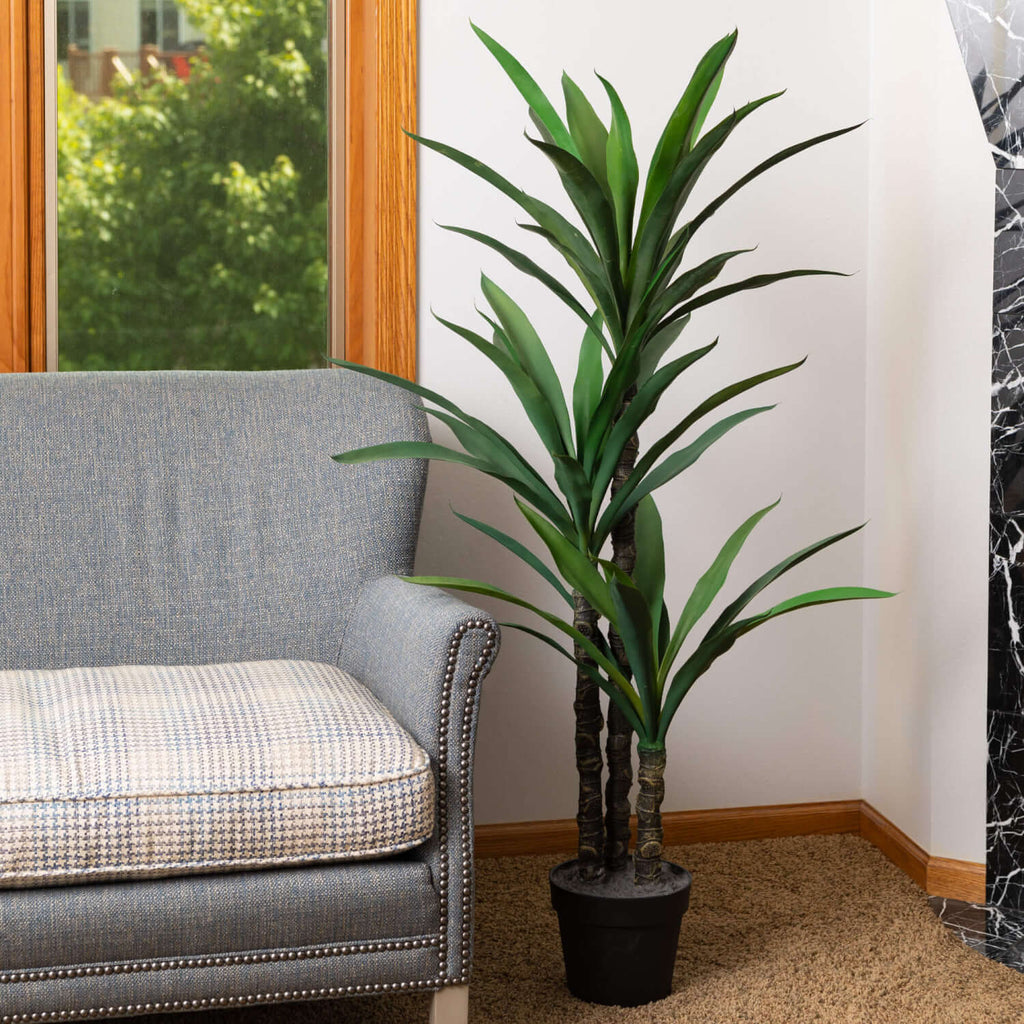 Large Potted Dracaena Tree    