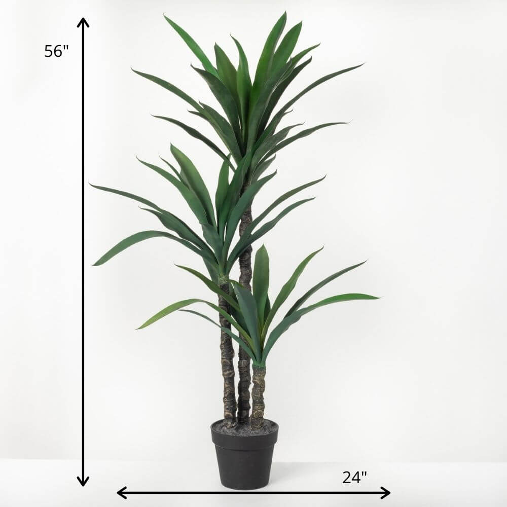 Large Potted Dracaena Tree    