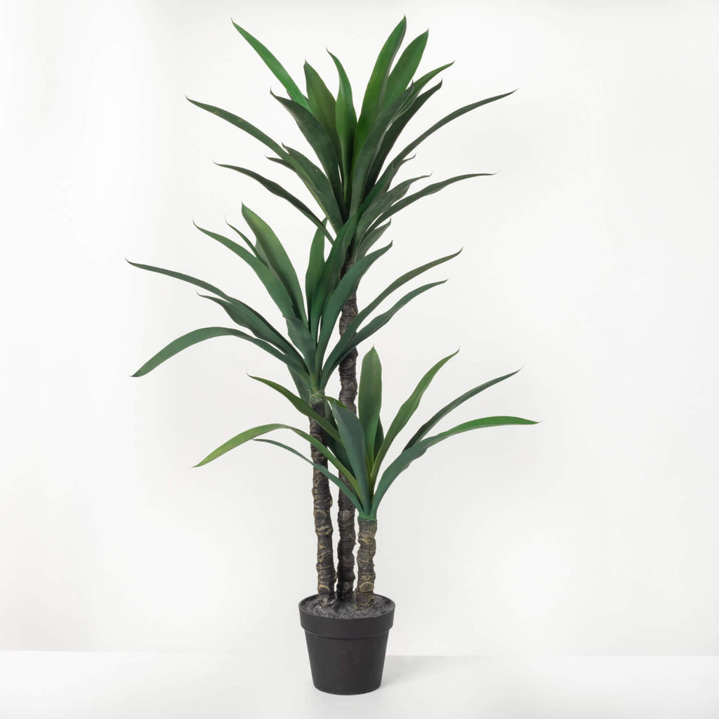 Large Potted Dracaena Tree    