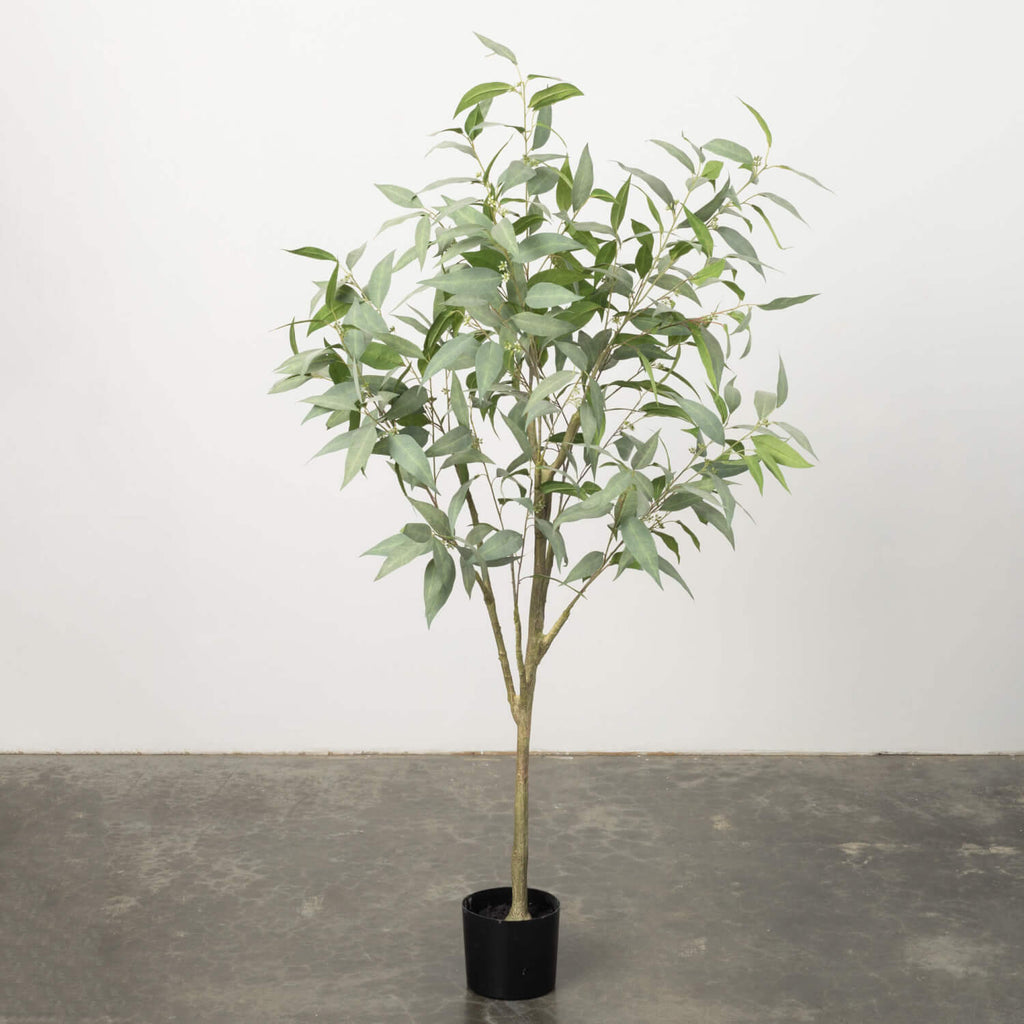 Tall Potted Eucalyptus Tree   