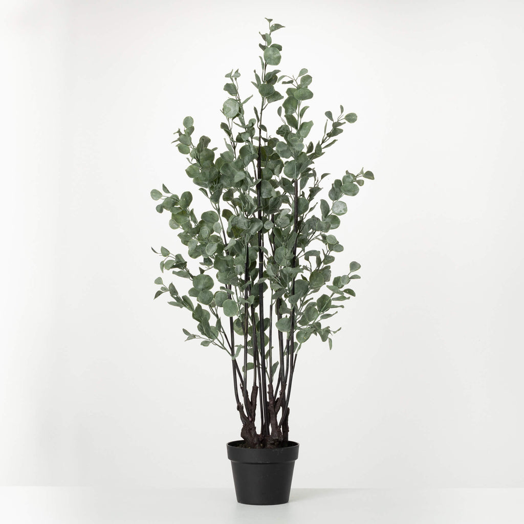 Robust Potted Eucalyptus Tree 