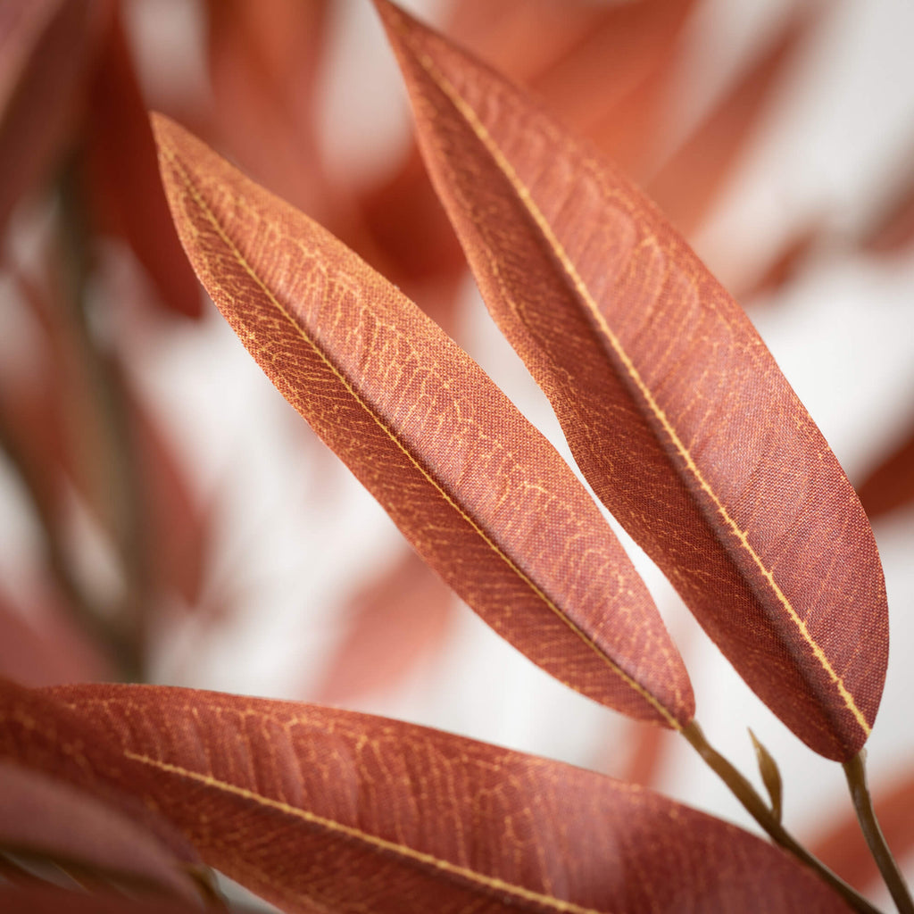 Colorful Mango Leaf Tree      