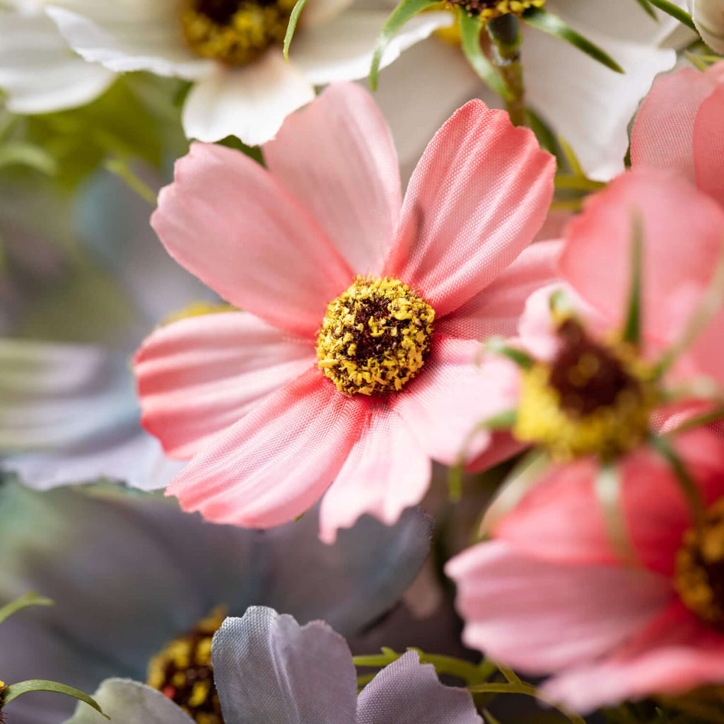 Colored Cosmos Bush Bundles   