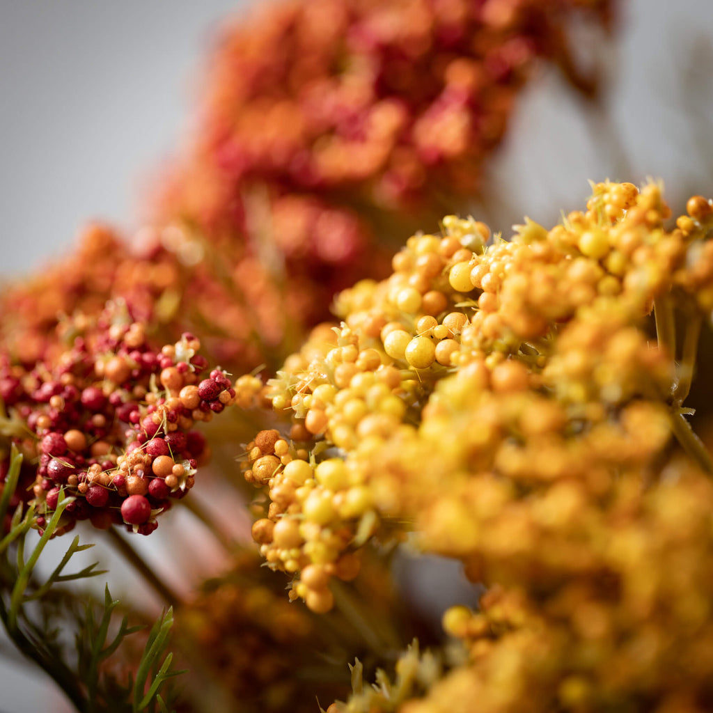 Warm Rustic Hued Yarrow Bush  