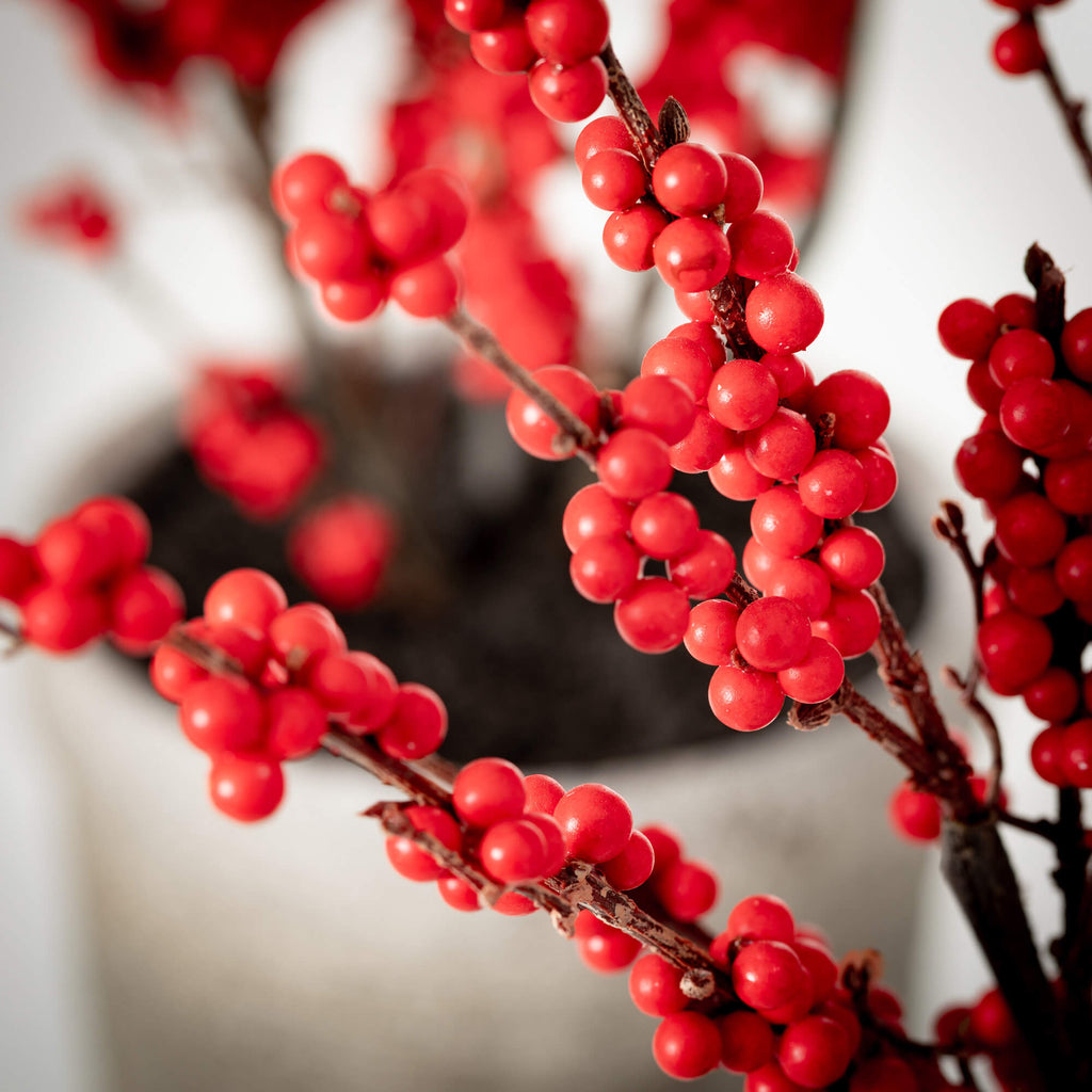 Potted Red Berry Tree Set 2   