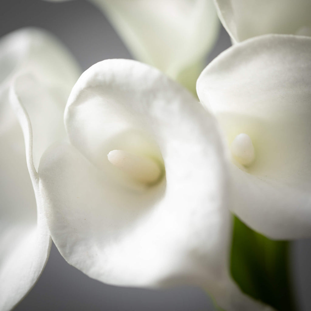 Lush White Calla Lily Bush    