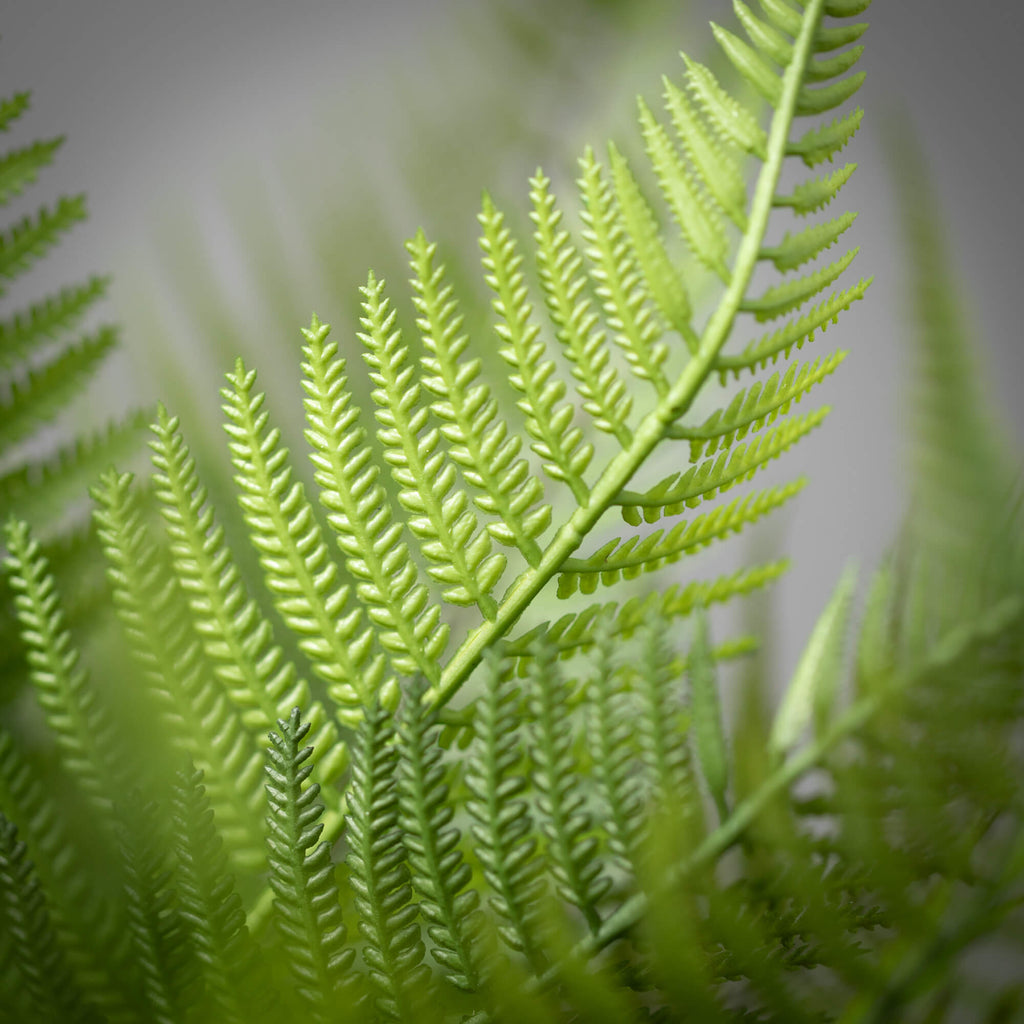 Graceful Fern Bush            