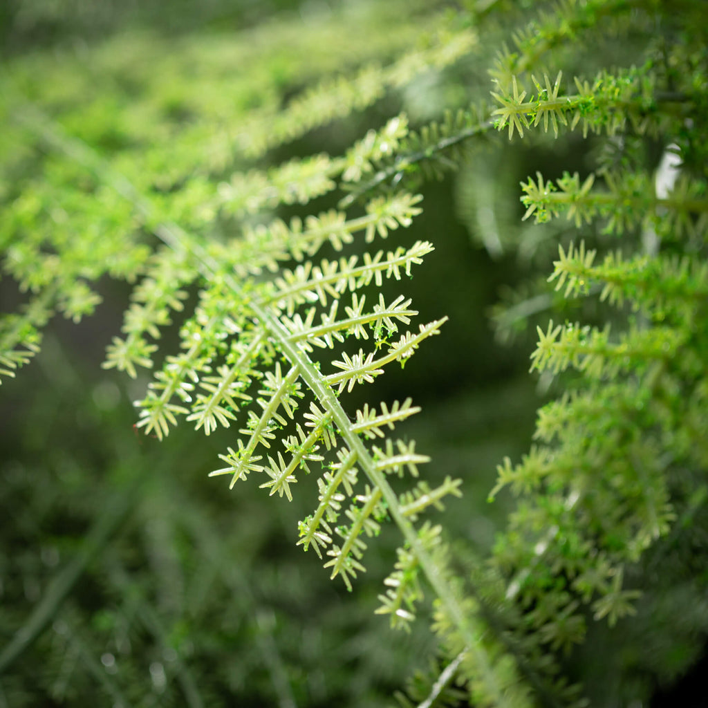 Large Plumosa Fern Bush       