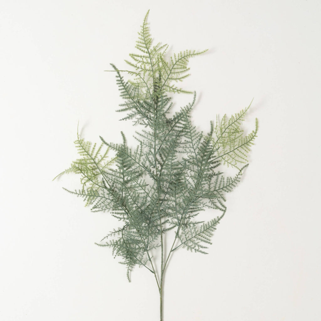 Long Plumosa Fern Spray       