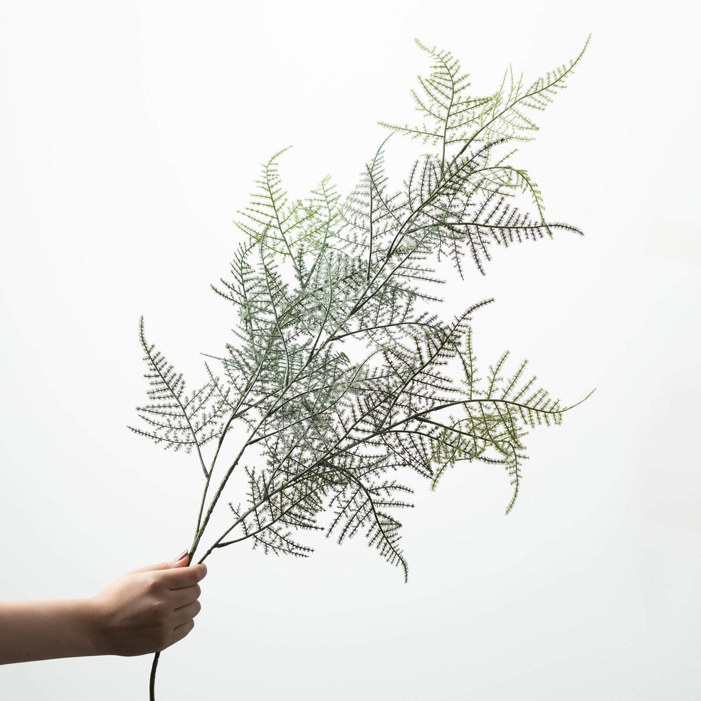 Long Plumosa Fern Spray       