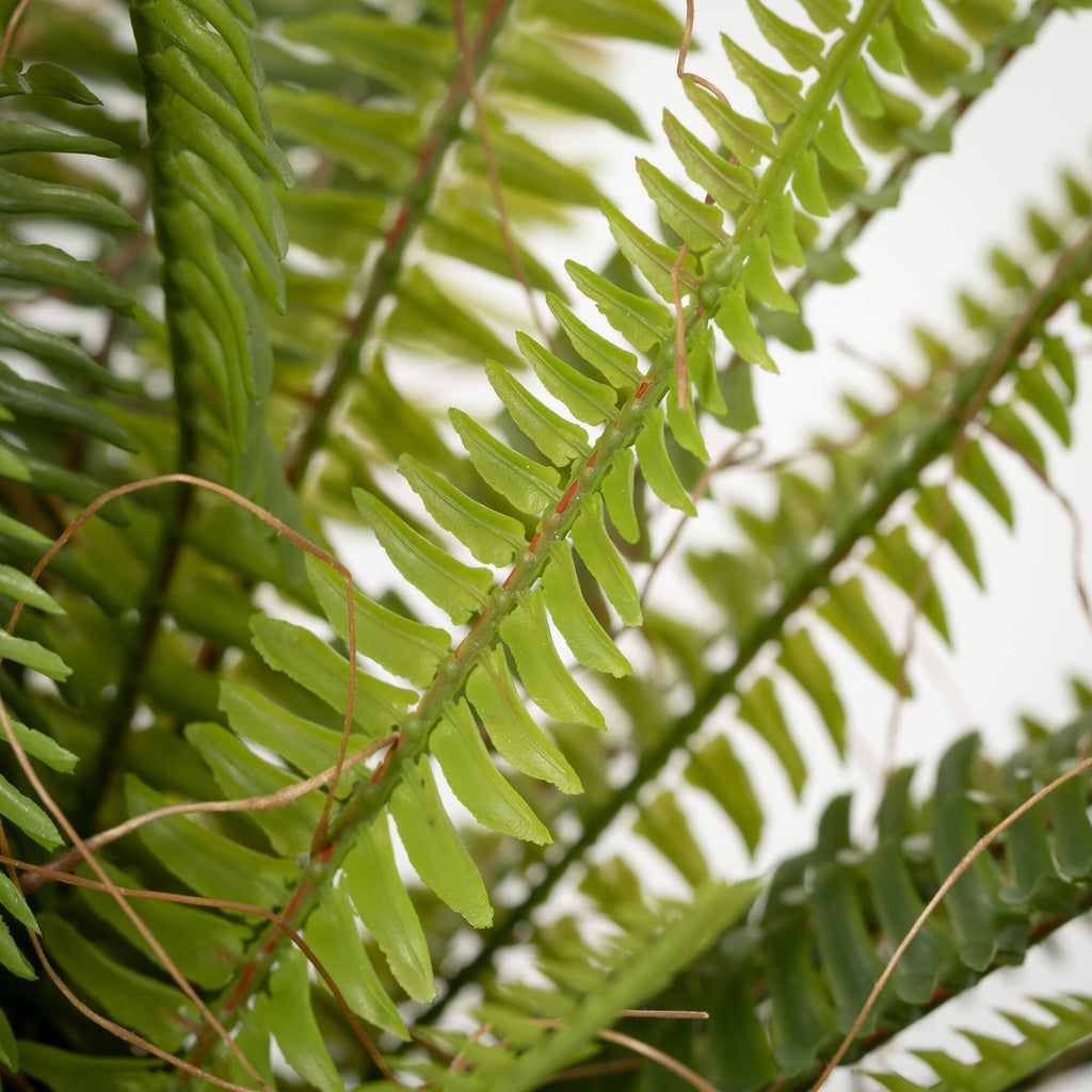 Rustic Potted Fern  Bush      