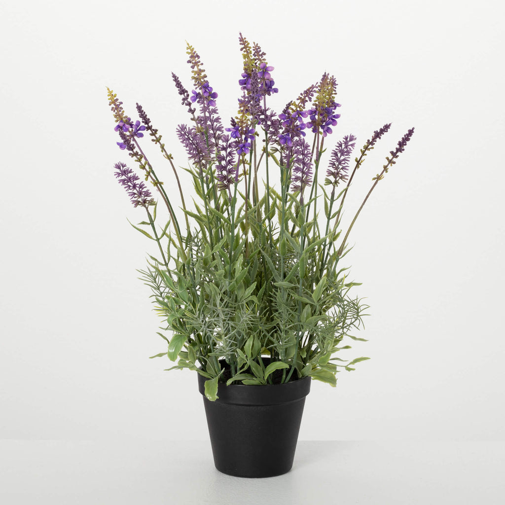 Black-Potted Lavender Plant   