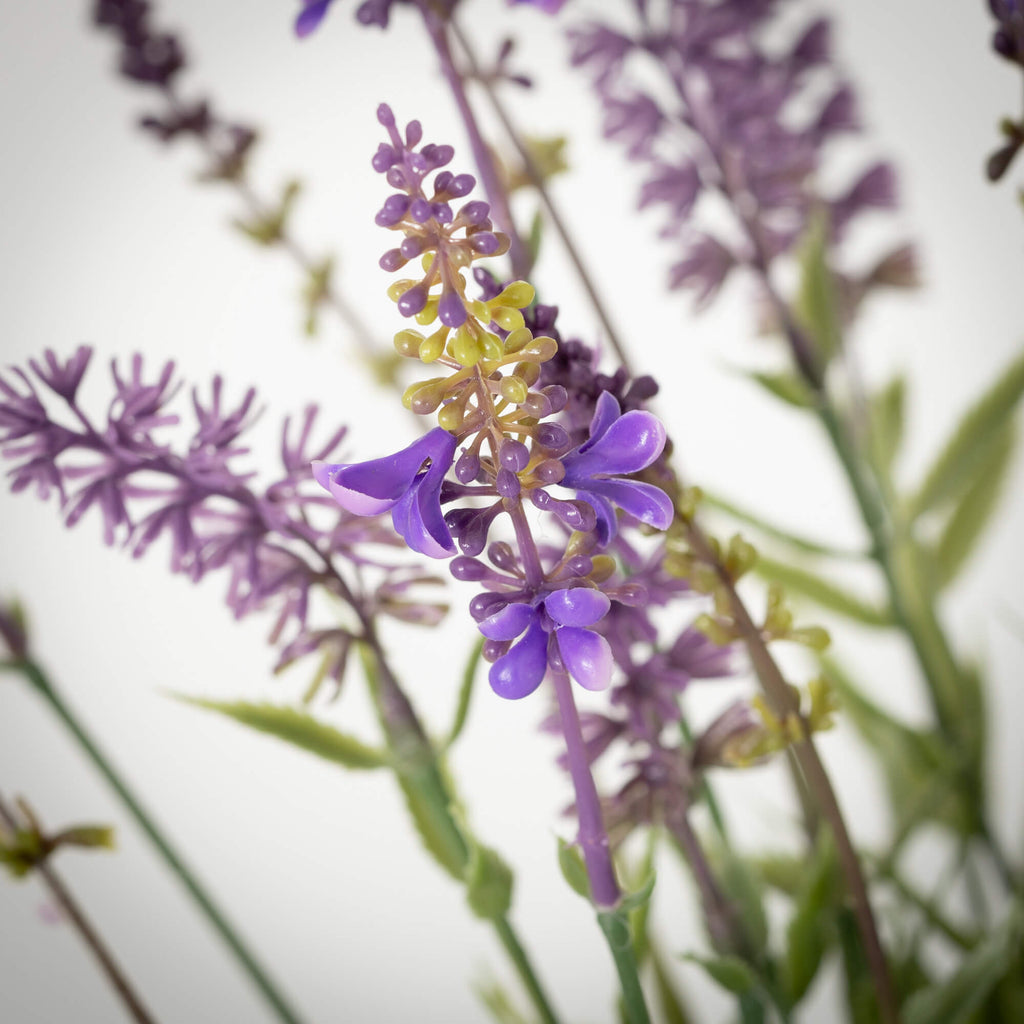 Black-Potted Lavender Plant   